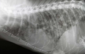 猫の乳腺腫瘍　肺転移　レントゲン